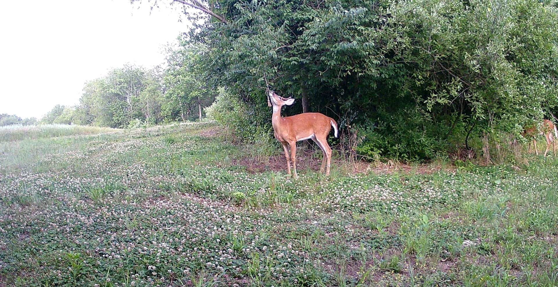 A deer standing in the grass near trees.