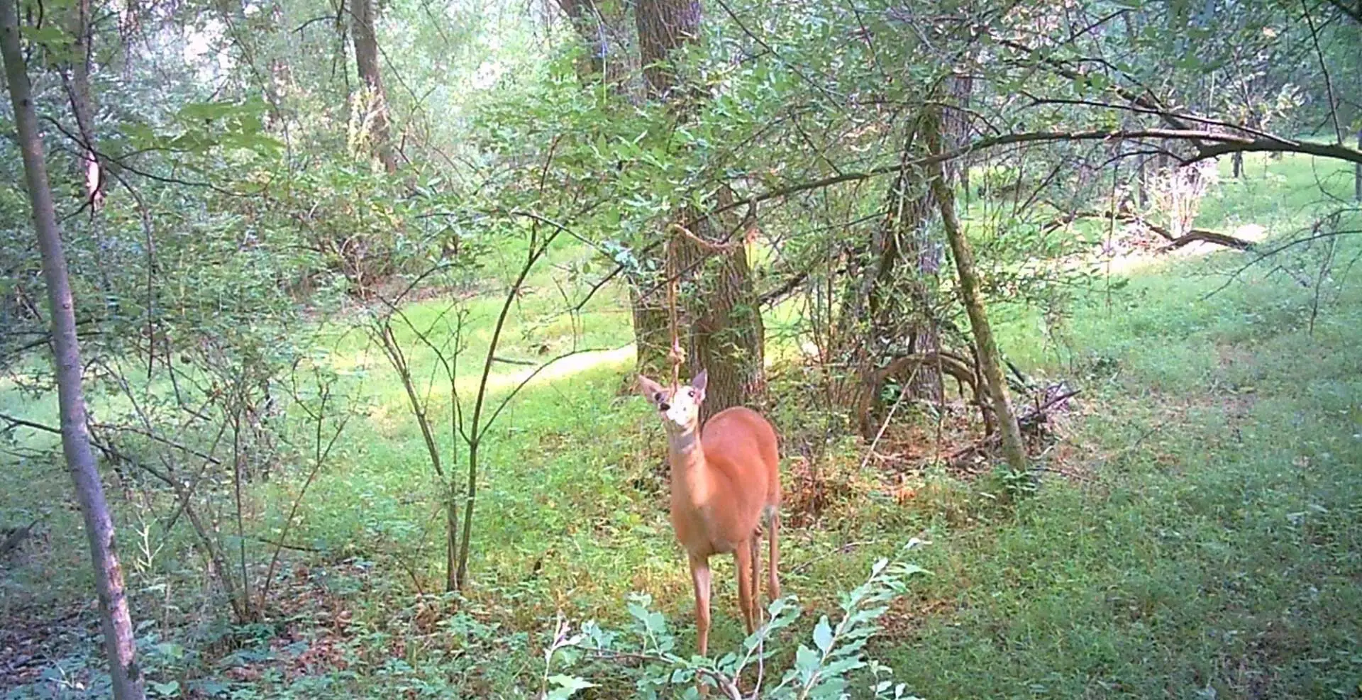 A deer standing in the middle of a forest.