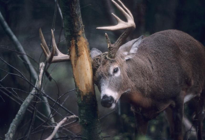 A deer with large antlers standing next to a tree.