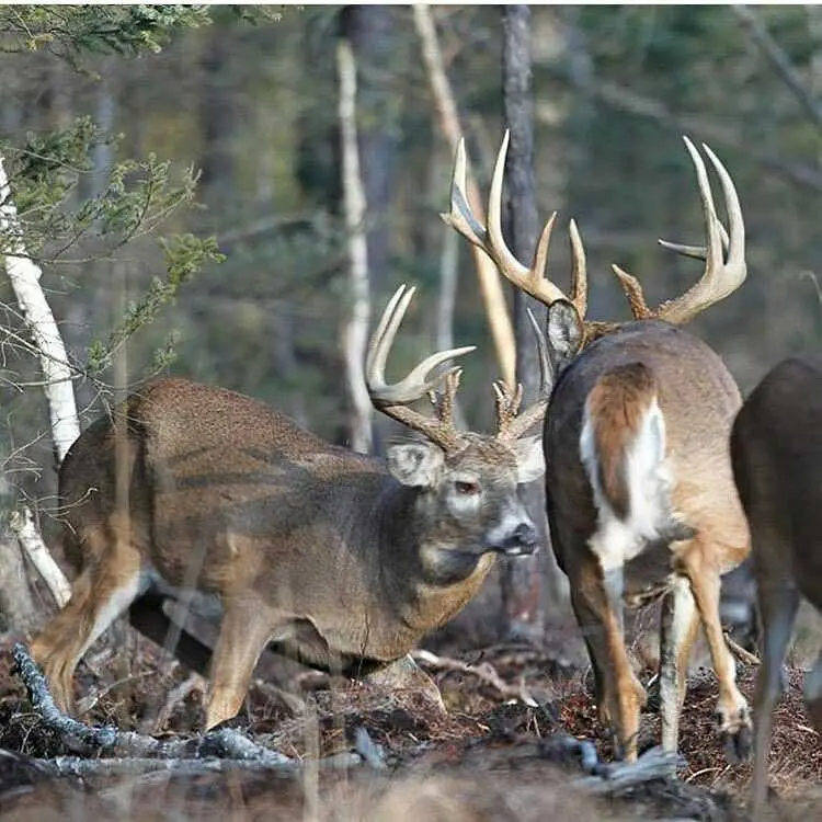 A group of deer standing in the woods near trees.
