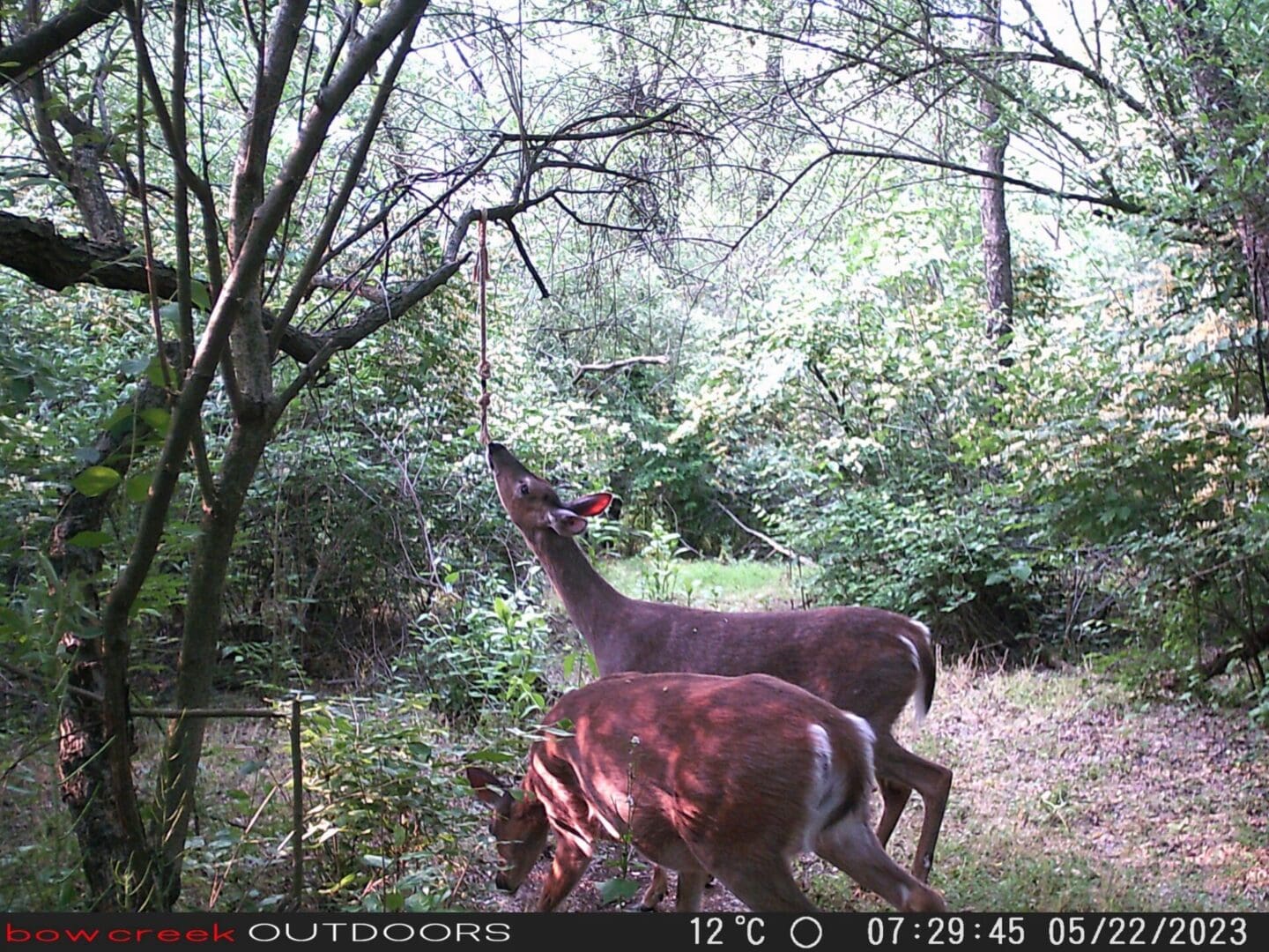 Two deer are grazing in a wooded area.