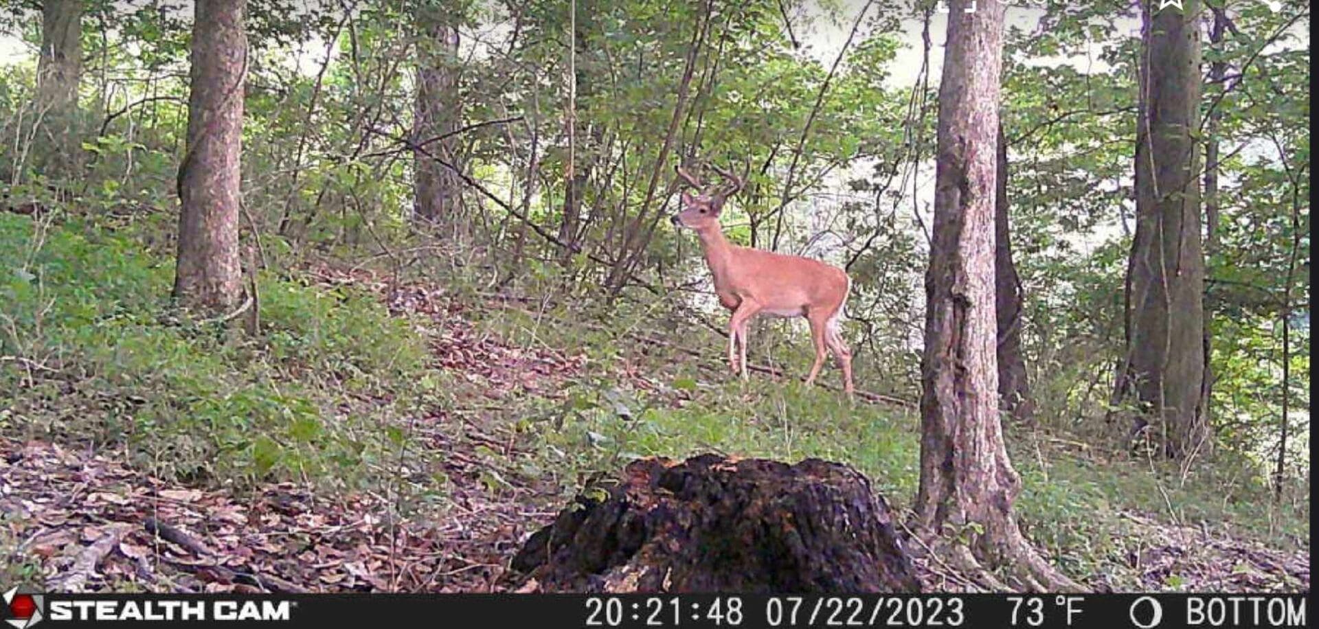 A deer is standing in the woods near some trees.