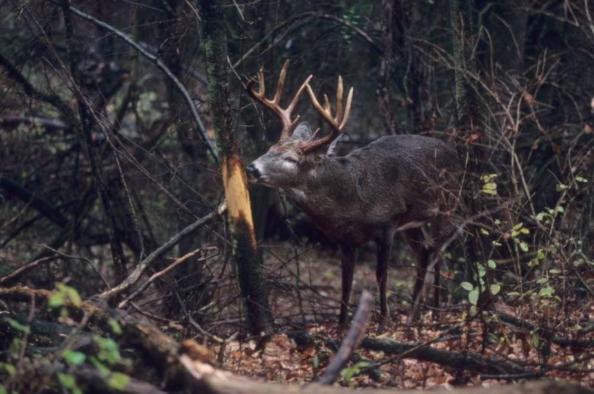 A deer with large antlers standing in the woods.