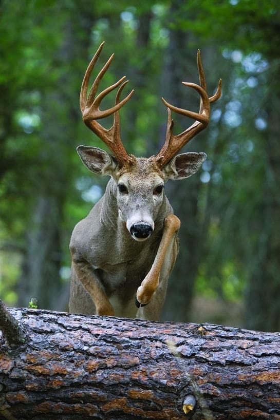 A deer with large antlers running on top of a tree.