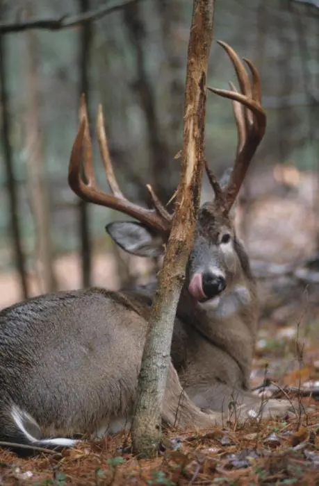 A deer laying in the woods with its head on a tree.