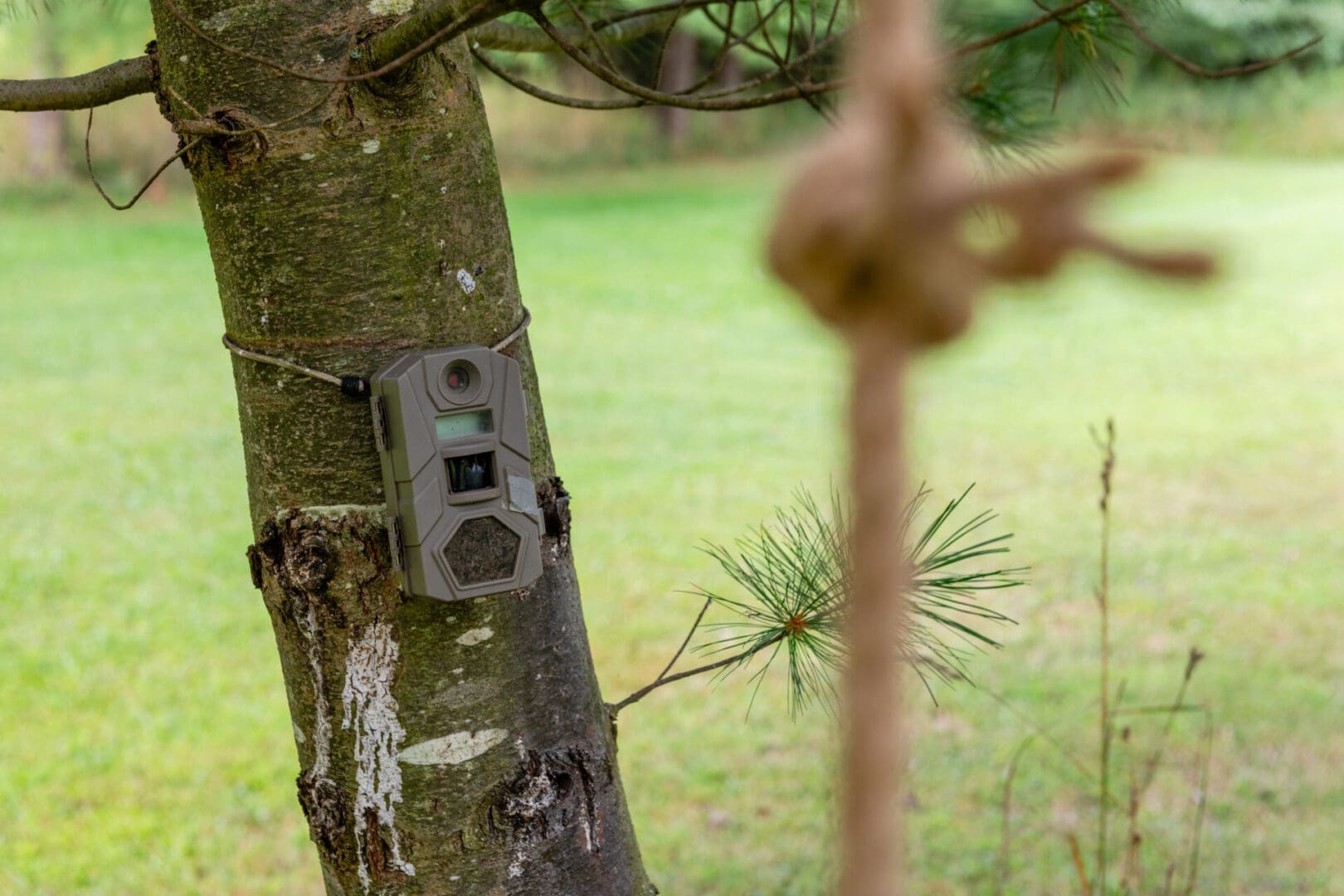 A camera attached to a tree in the woods.