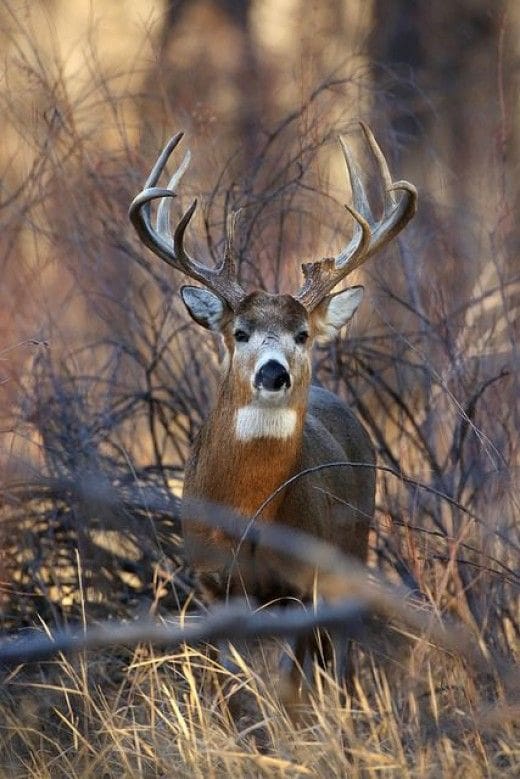 A deer with large antlers standing in the brush.
